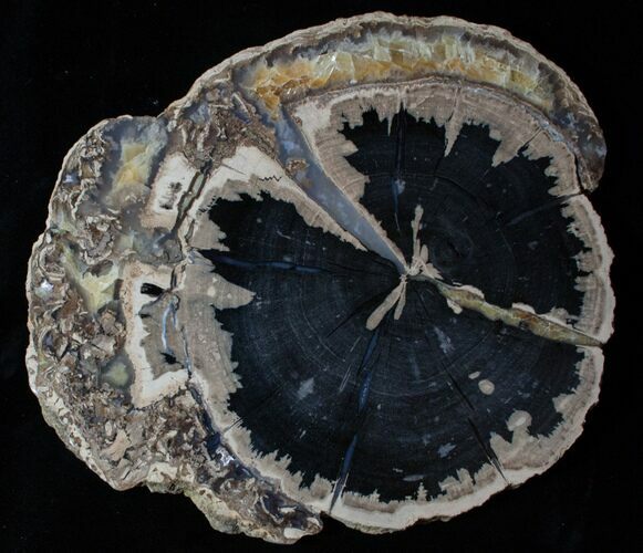 Large Blue Forest Petrified Wood Slab ( inches) #3243